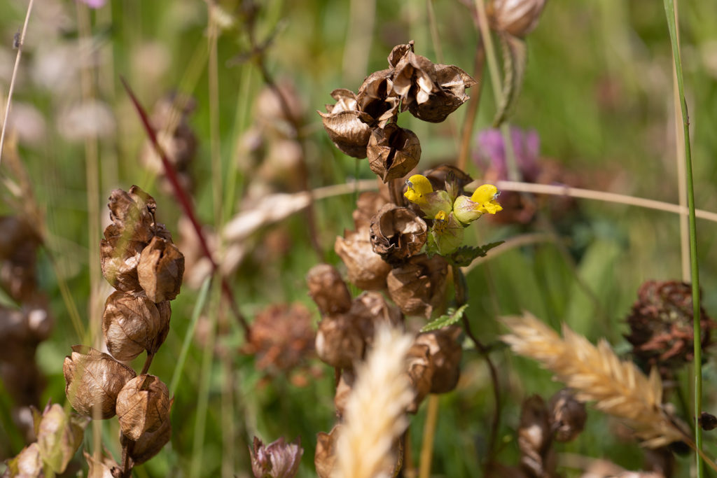 Yellow beak-like flower next to open brown seed heads.