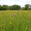 A view across Longrun Meadow grassland with wildflowers in purple and yellow colours