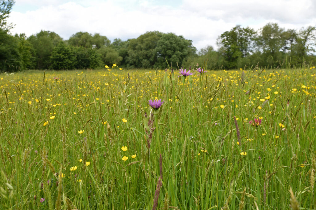 A view across Longrun Meadow grassland with wildflowers in purple and yellow colours
